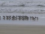 Oiseaux