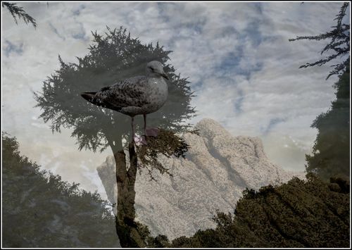 Oiseau arbre