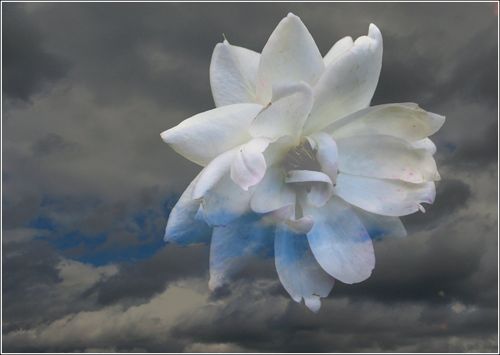 Blanc bleu