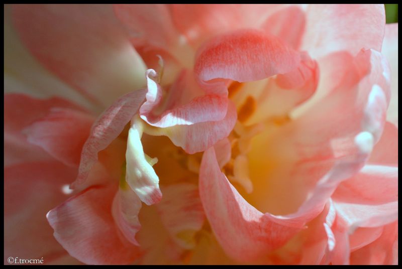 Tulipes-029