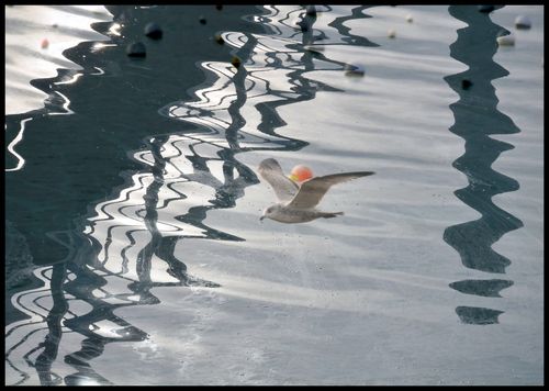 Vol dans l'eau