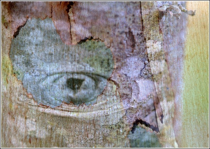 Oeil