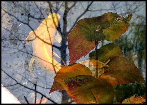 Carpes et feuilles