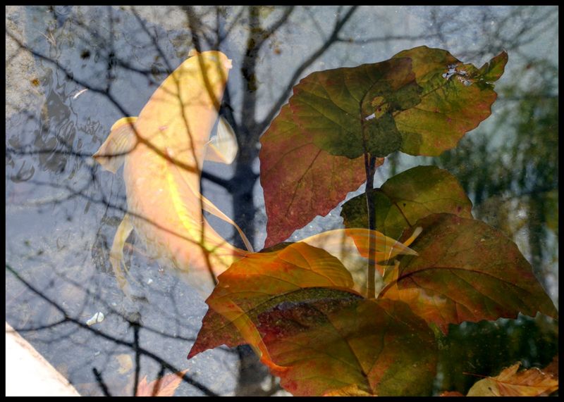 Carpes et feuilles