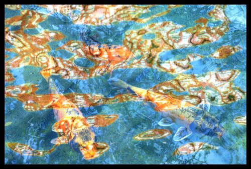Carpes et reflets
