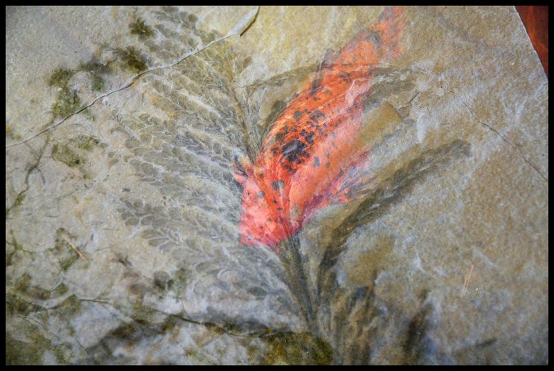 Destin de fossile