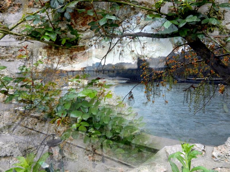 Chemin d'eau et d'herbes