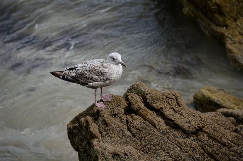 Oiseau