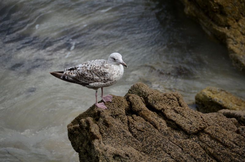 Oiseau