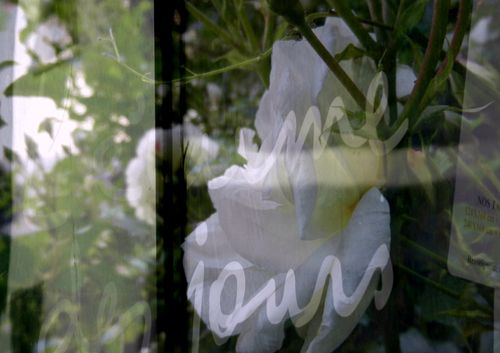écume des jours