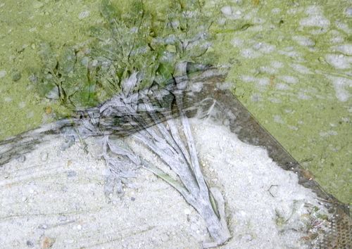 Feuille