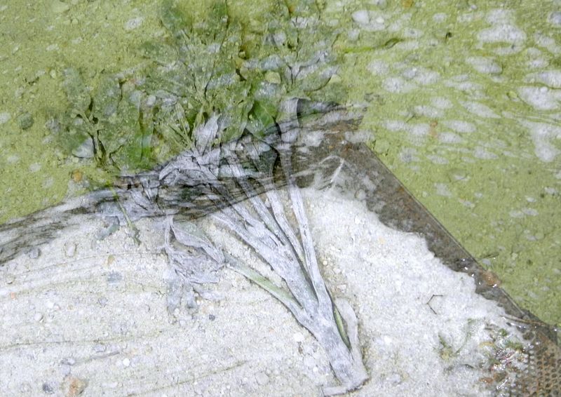Feuille