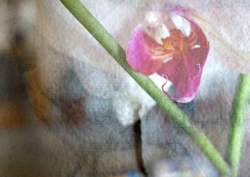 Fleurs
