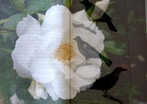 Oiseau lire