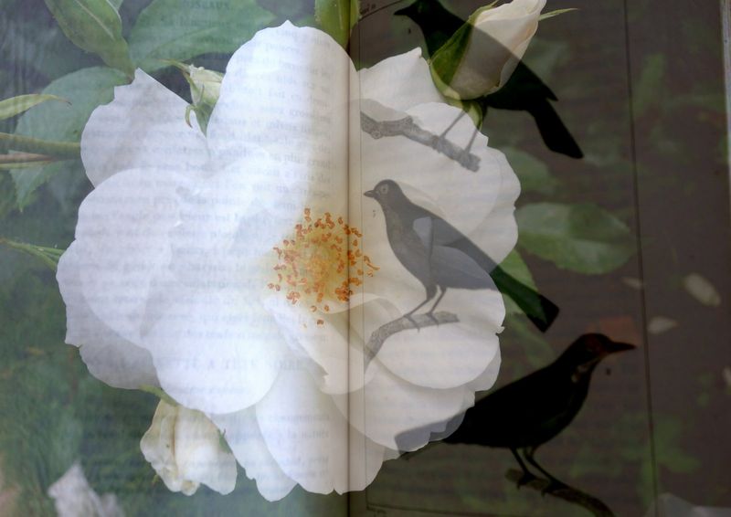 Oiseau lire