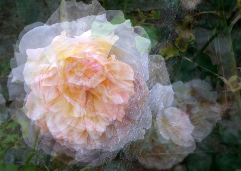 Roses