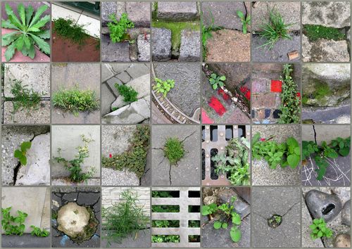 Sauvages des villes