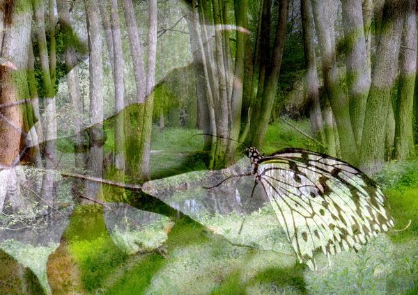 Papillons