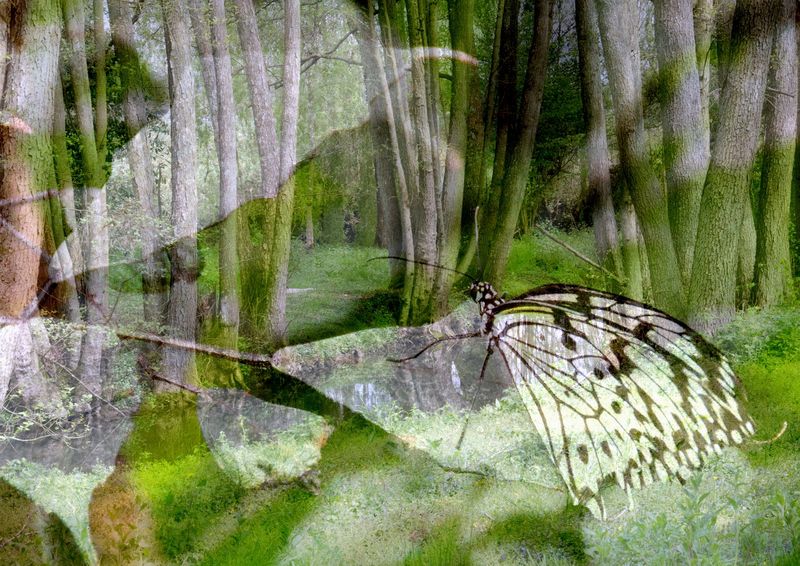 Papillons
