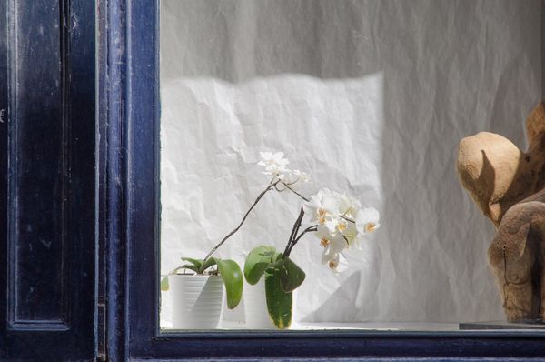Orchidée