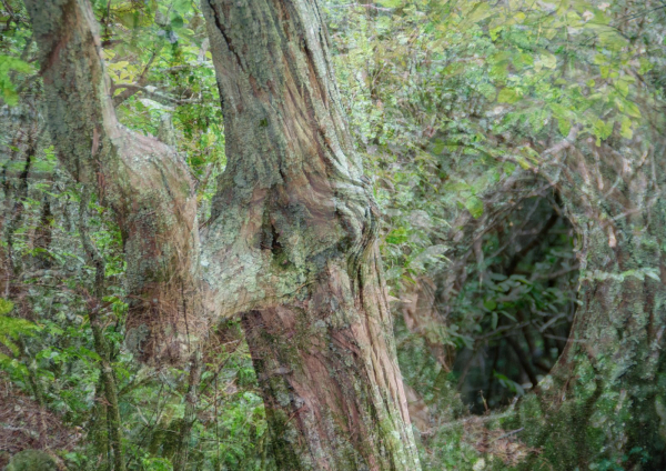 Foret sonore
