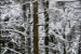 Forêt noire