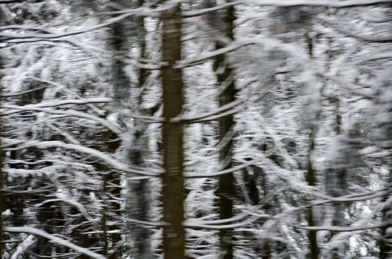 Forêt noire