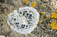 Lichen port nieux