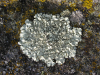 Lichens de Philippe Grand Lichens de Philippe Grand