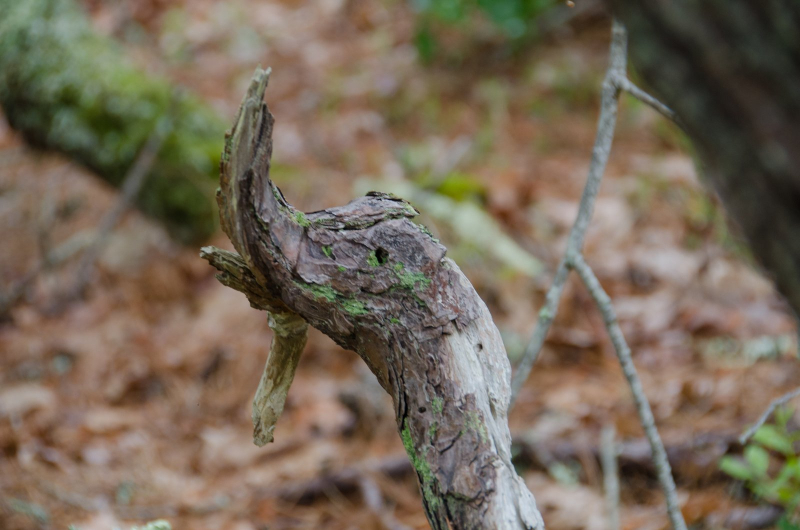 Flotoir 3 oiseau de bois