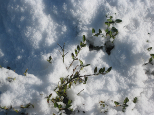 Siegfried  neige