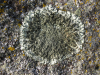 Lichen 1 de Philippe Grand Lichen 1 de Philippe Grand