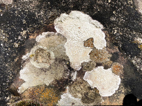 Lichen de Port Nieux Lichen de Port Nieux