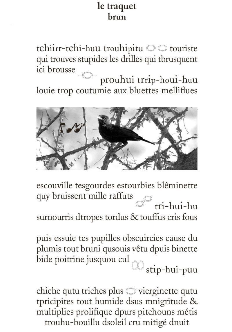 Traquet (002)