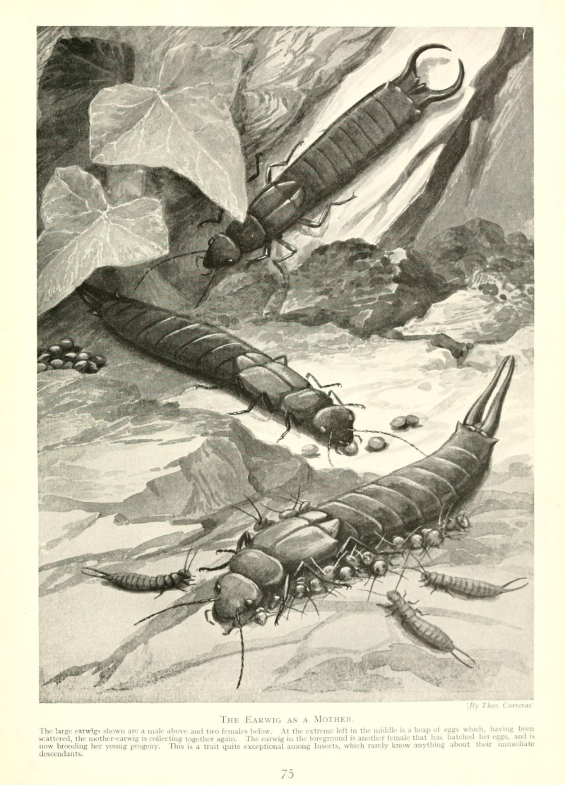 Perce-oreilles-BHL-Edward-Step-1916-Marvels-of-insect-life-_-a-popular-account-of-structure-and-habit