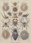 Araignées