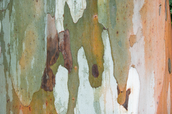 Eucalytpus