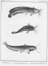 [Illustrations_de_Histoire_naturelle_des_[...]Sève_Jacques_btv1b2300286s