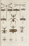 Locupletissimi_rerum_naturalium_thesauri_accurata_[...]Seba_Albertus_bpt6k1513739v