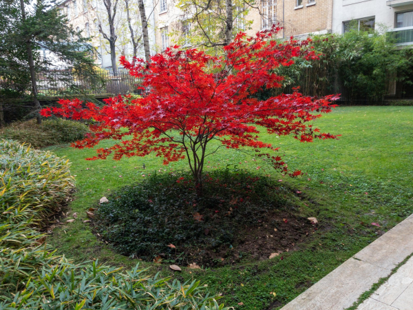 érable jardin