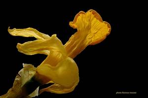 030205jonquille