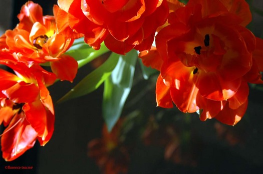 120405tulipeflotoir_copie_1