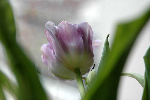 200205tulipemauve