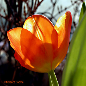 200305lumires2_copie