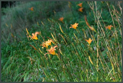 Lys_au_cape_3 Lys_au_cape_3