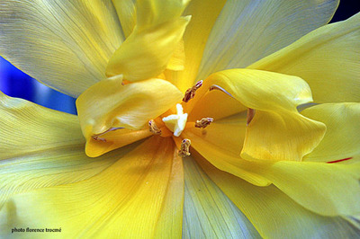 210105tulipeflotoir_copie