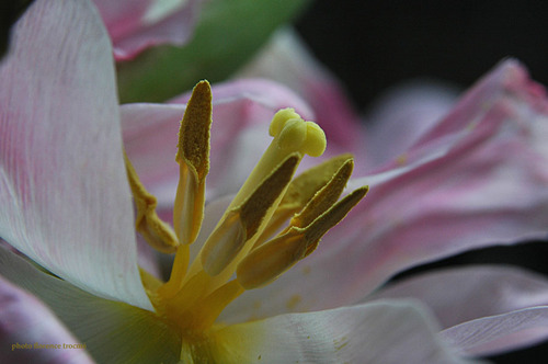 290105tulipe_copie_2