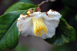 9_flotoir_camelia_blanc