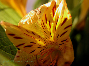 Quignard_fleur_papillon_2_copie