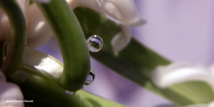 Rose_n2004_0125_133028aa